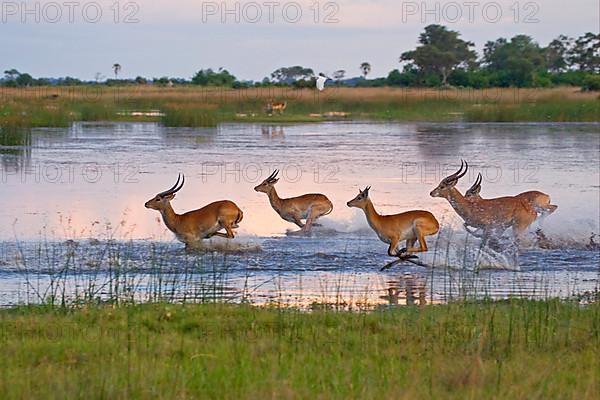 Red lechwe