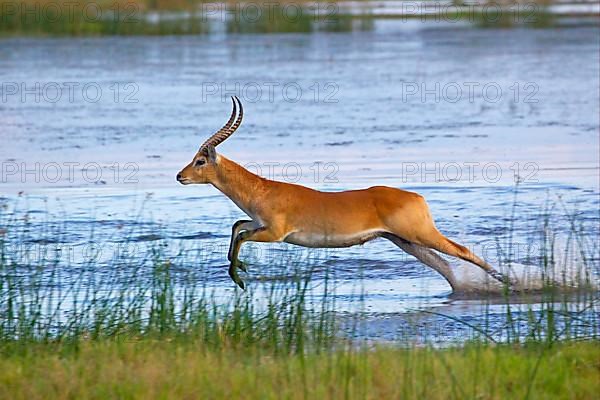 Red lechwe