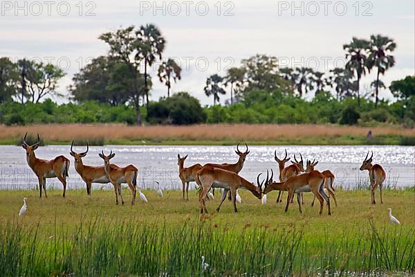 Red lechwe