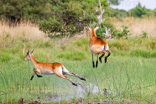 Red lechwe