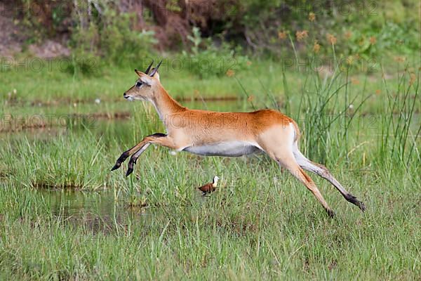 Red lechwe