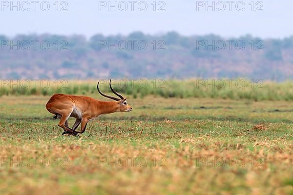 Red lechwe