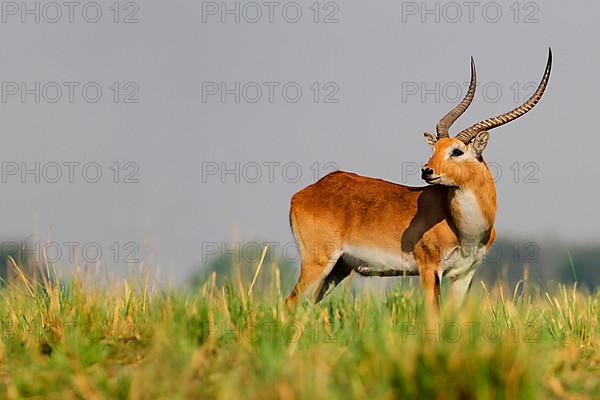 Red lechwe