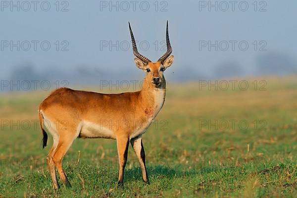 Red lechwe