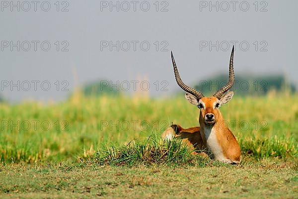 Red lechwe