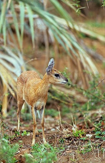 Sharpe's grysbok