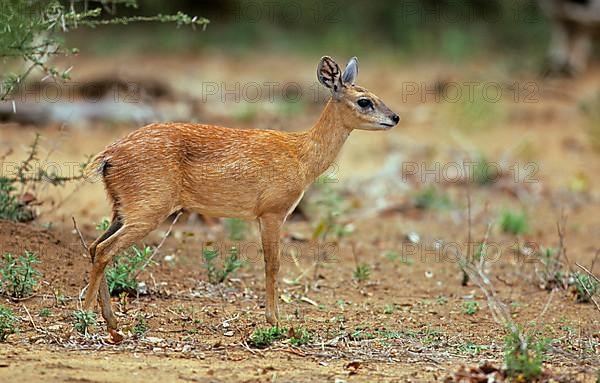 Sharpe's Grysbok