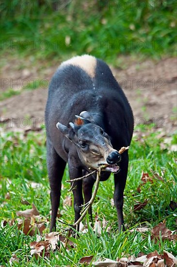 Yellow backed duiker