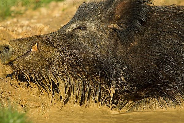 Eurasian Wild Boar