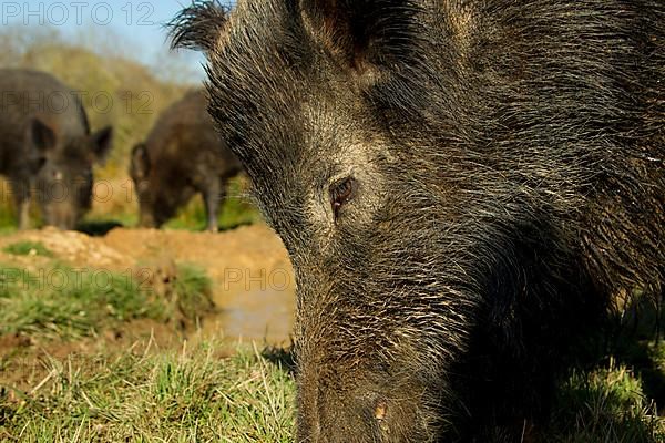 Eurasian Wild Boar