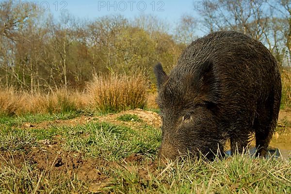 Eurasian Wild Boar