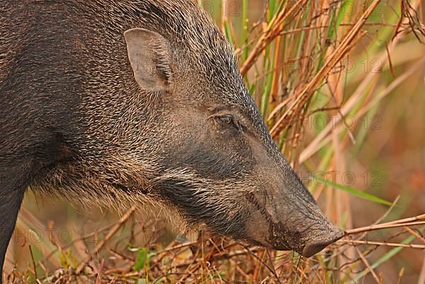 Indian wild boar