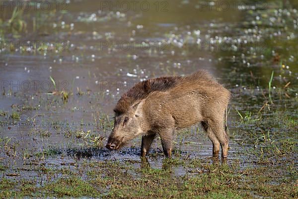 Indian wild boar