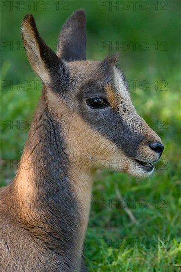Pyrenean chamois