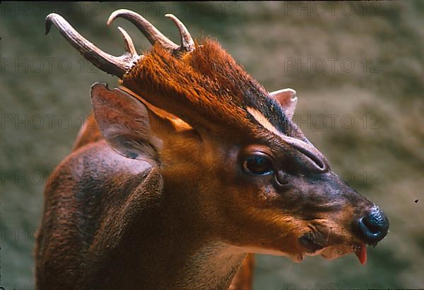 Muntjac