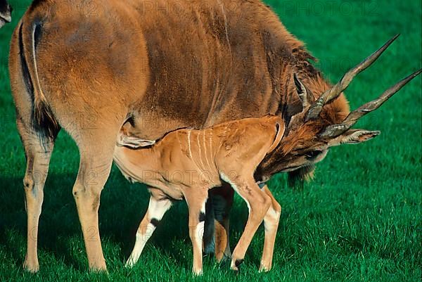 Tragelaphus oryx