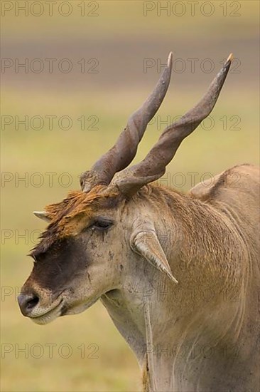 Common eland