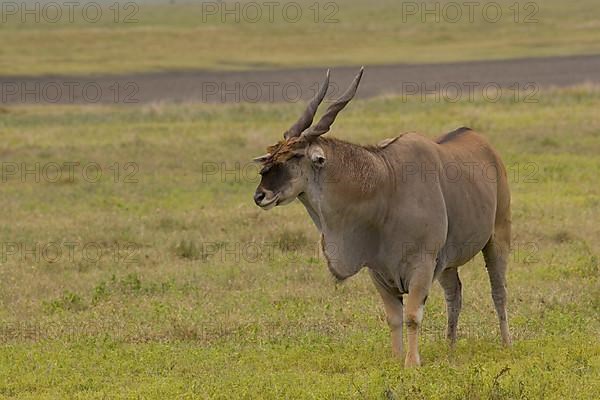 Common eland