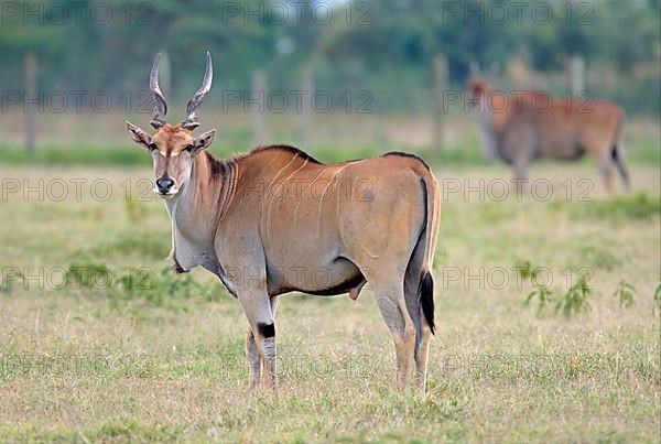 Eland antelope