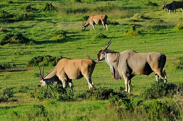 Tragelaphus oryx