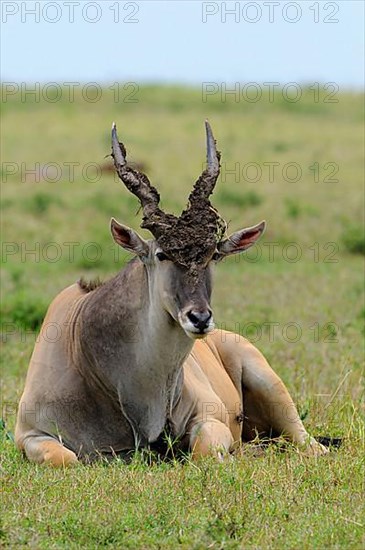 Tragelaphus oryx