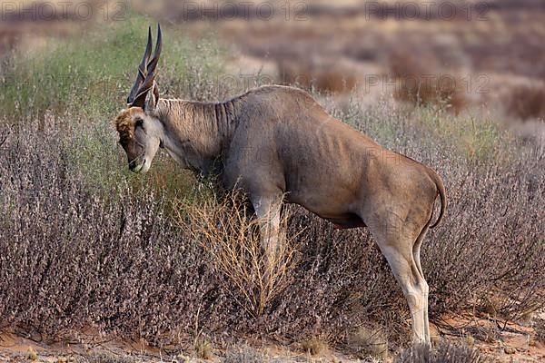 Common Eland