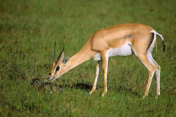 Grant's grant's gazelle