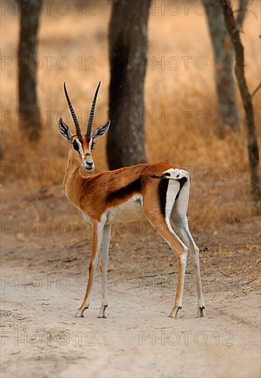 Grant's Gazelle