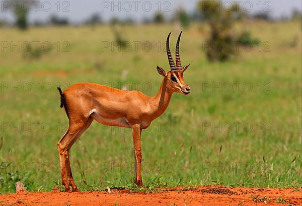 Grant's grant's gazelle