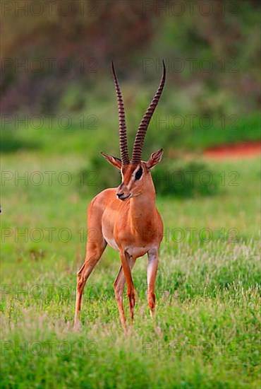 Grant's grant's gazelle