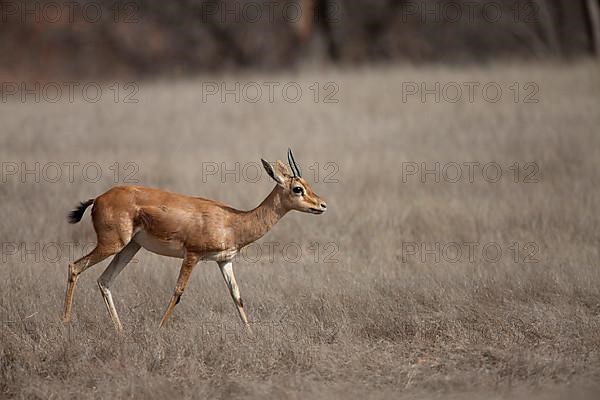 Indian gazelle