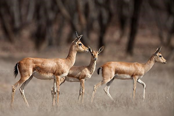 Indian gazelle