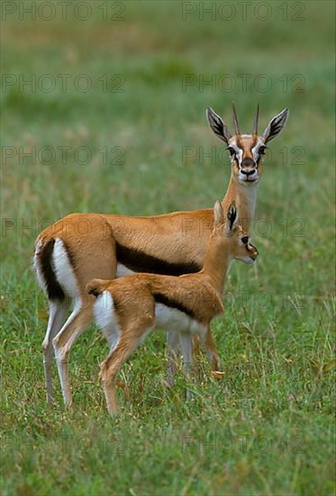 Thomson's Gazelle