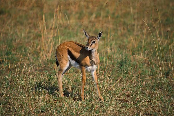 Thomson's gazelle