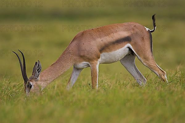 Thomson's gazelle