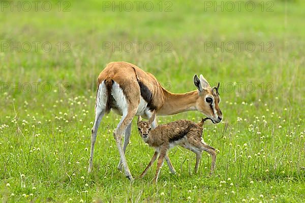 Thomson's gazelle