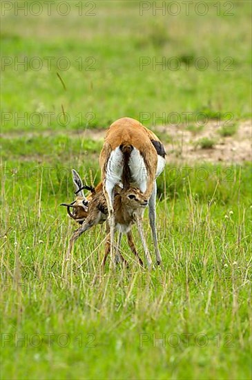 Thomson's gazelle