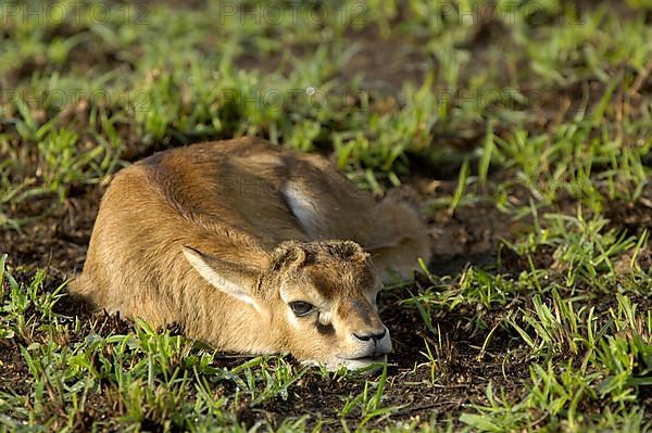 Thomson's gazelle