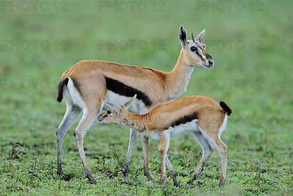 Thomson's gazelle