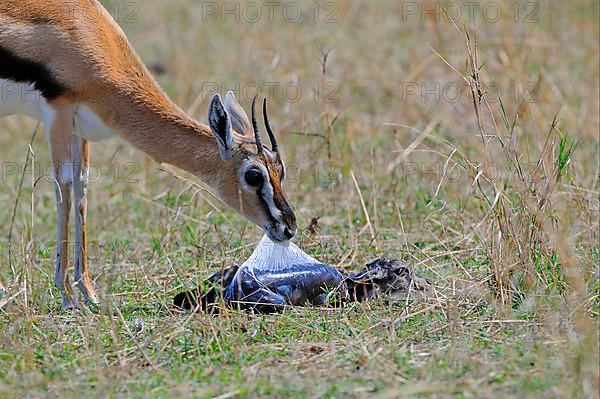 Thomson's gazelle