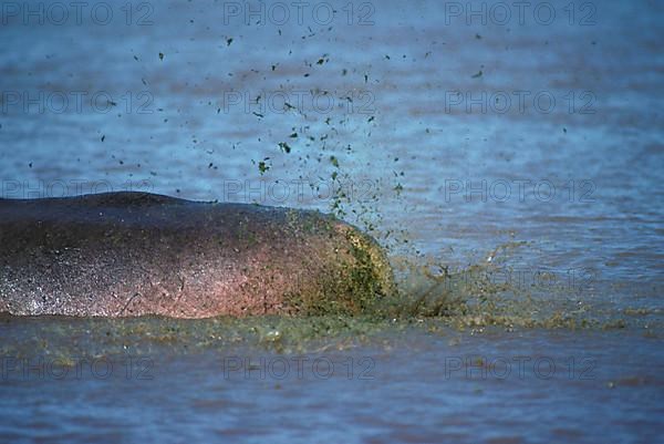 Hippopotamus