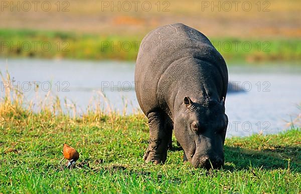 Hippopotamus