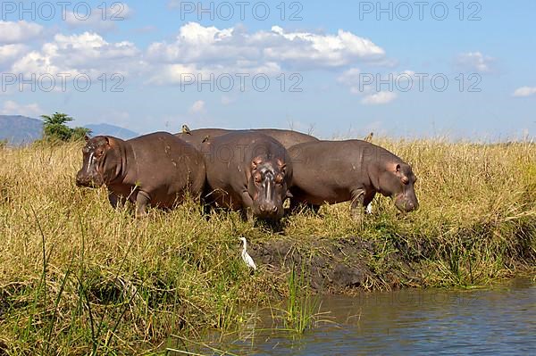 Hippopotamus