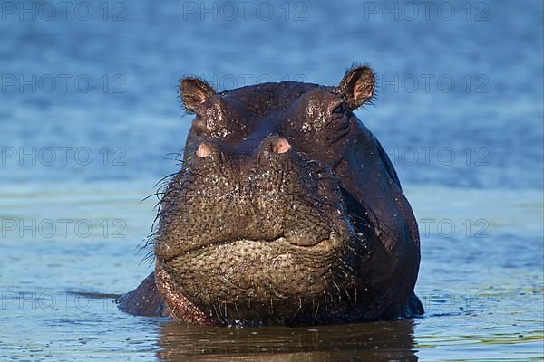 Hippopotamus