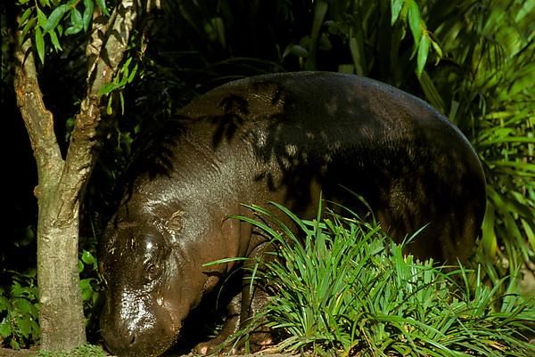 Pygmy hippopotamus