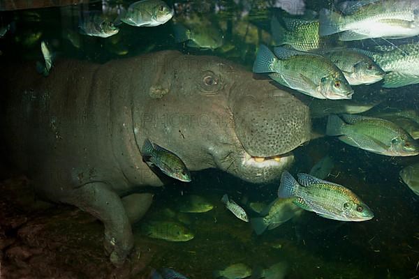 Pygmy hippopotamuses