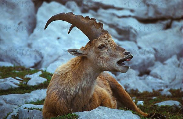 Alpine Ibex