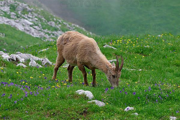 Alpine ibex