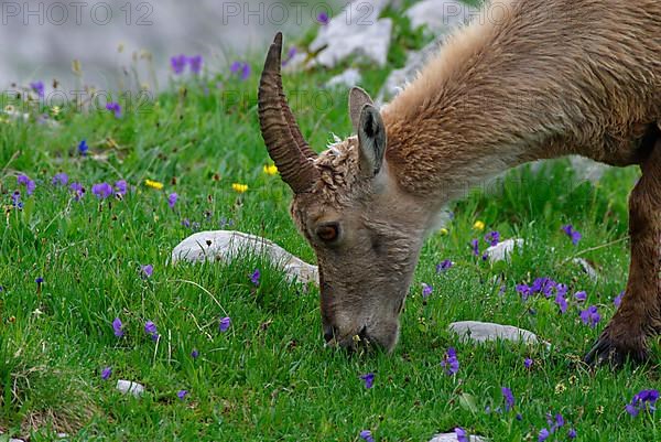 Alpine ibex