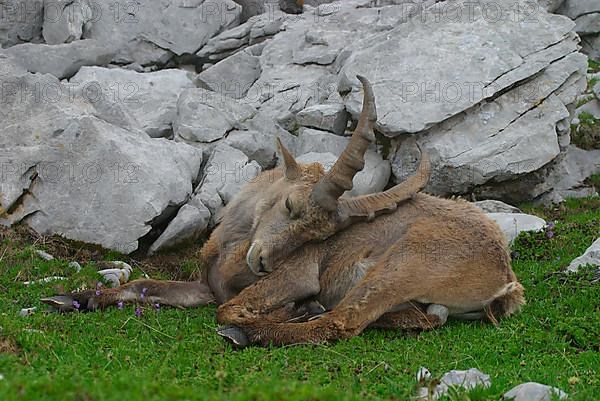 Alpine ibex